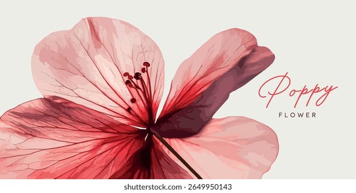 Poppy flower in watercolor style. Vector image. Art.Poster
