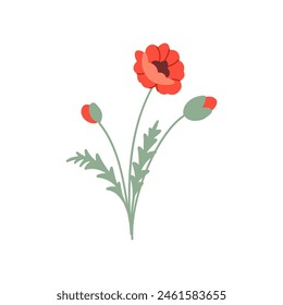 Poppy flower.  Wildflower branch. Spring summer delicate fragile flora. Floral flat hand drawn vector illustration on white background