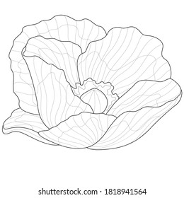 
Poppy flower.Coloring book antistress for children and adults. Illustration isolated on white background.Black and white drawing.Zen-tangle style.