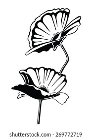 Poppy flowers