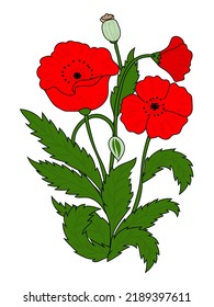 Poppy flowers, blossom, beautiful image on a white background. Spring. Vector
