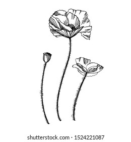 Poppy flowers. Botanical plant illustration. Vintage medicinal herbs sketch set of ink hand drawn medical herbs and plants sketch