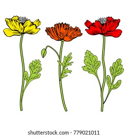 Poppy flowers, bud, leaves vector hand drawn colorful illustration isolated on white, floral design set for greeting card, package cosmetic, page magazine, web sites, wedding invitations, florist shop