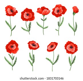 Poppy flowers. Collection of watercolor hand drawn poppies. Isolated botanical symbols of blooming red poppies blossoms. Floral design for decor or holiday wedding greetings cards template