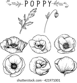 poppy flowers  drawings vector