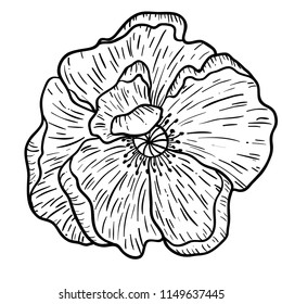 Poppy flowers hand drawn. Can be used in design purpose. illustration, vector - stock.