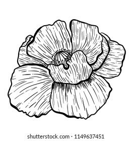 Poppy flowers hand drawn. Can be used in design purpose. illustration, vector - stock.