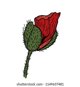 Poppy flowers hand drawn. Can be used in design purpose. illustration, vector - stock.