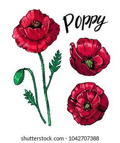 Poppy flowers. Hand drawn illustration vector