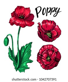 Poppy flowers. Hand drawn illustration vector