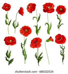 Poppy flowers icons set. Vector isolated botanical symbols of blooming red poppies blossoms. Floral bouquets or springtime flourish flowery bunches design for decor or holiday greetings template