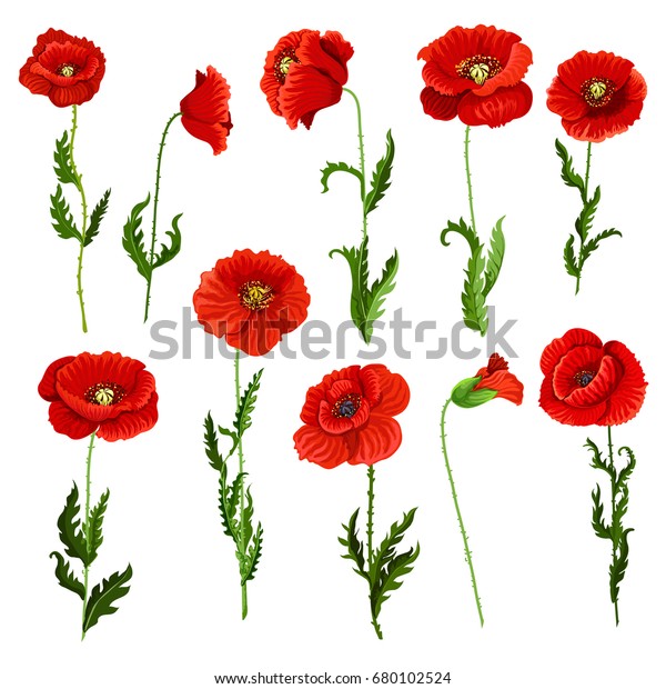 ケシの花のアイコンセット 赤いケシの花のベクター植物のシンボル 花束や春は花が咲き デコールやホリデーのグリーティングテンプレート用の花束 のベクター画像素材 ロイヤリティフリー