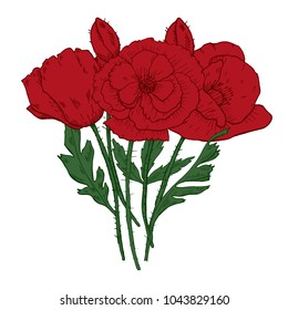 Poppy flowers illustration. Watercolor. Hand drawn.