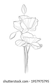 Poppy flowers. Line drawing. Black and white illustration. Vector.