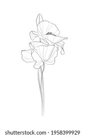 Poppy flowers. Line drawing. Black and white illustration. Vector.