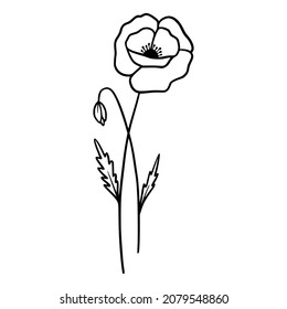Poppy flowers on white background. Hand-drawn illustration of a summer poppy flower. Drawing, line art, ink, vector.