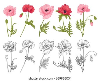Poppy flowers set