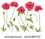 Poppy flowers. Set of colored flowers.