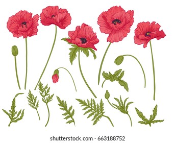 Poppy flowers. Set of colored flowers.