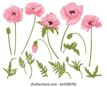 Poppy flowers. Set of colored flowers.