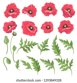 Poppy flowers. Set of colored flowers-poppies buds leaves isolated on white-Vector.