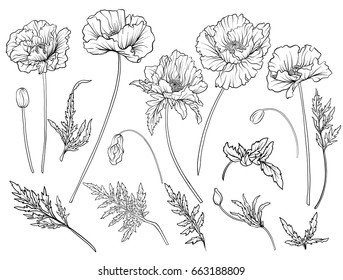 Poppy flowers. Set of outline flowers.