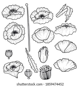 Poppy flowers. Set of outline flowers. Vector illustration. California poppy flowers drawn and sketch with line-art on white backgrounds.