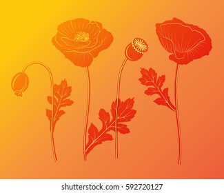 Poppy flowers set - vector illustration