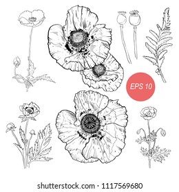 Poppy flowers sketch set vector