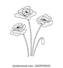 Flores de papoula. Ilustração em estilo de esboço em um plano de fundo branco.