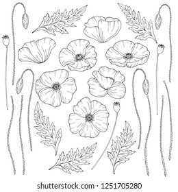 Poppy flowers. Papáver. Stems and leaves. Big set of elements for design. Hand drawn vector illustration. Monochrome black and white ink sketch. Line art. Isolated on white background. Coloring page