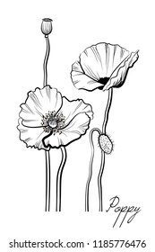 Poppy flowers. Vector black and white drawing