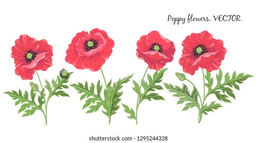 Poppy flowers. Vector isolated flowering red poppies buds leaves. Floral Botanical illustration for decor design or holiday greeting template-Vector