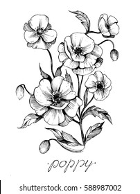 Poppy flowers. Vector sketch. 