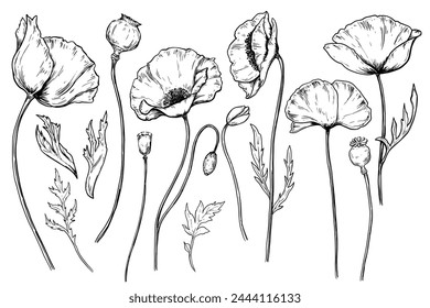 Poppy flowers vintage vector sketch drawing set