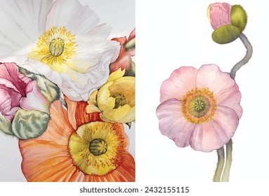 Poppy flowers, watercolor illustration. Floral botanical bouquet. Print, poster, decor, wallpaper. Gouache paint, oil painting. Hand drawn beautiful picture.Red, pink, yellow, orange, multicolor poppy