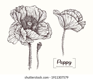 Poppy in graphic style. Vector Hand Drawn in doodle style. Sketch Botanical Illustration. Poppy black ink sketch. The wild botanical garden is in bloom. 