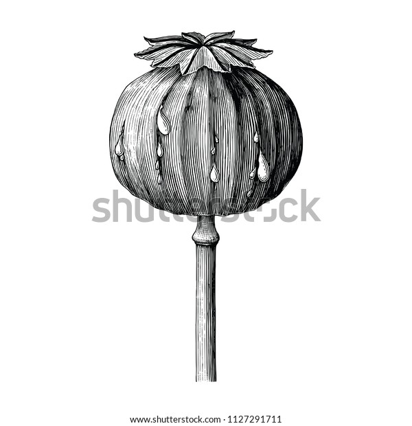 Poppy hand drawing vintage clip art isolated\
on white background