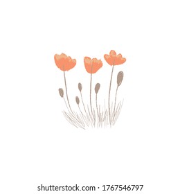 Poppy. Hand drawn botanical vector illustration. Pencil texture