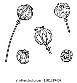 poppy hand drawn elements.dry poppy head