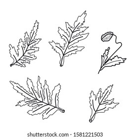 poppy hand drawn elements. leaves and buds