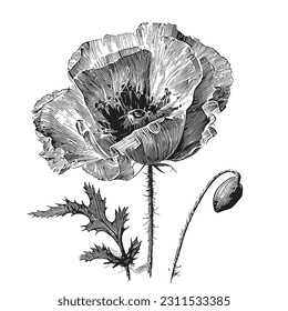 Poppy hand drawn sketch in doodle style Flowers illustration