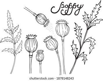 Poppy hand-drawn drawing. Poppy seeds. Poppy set for design. Black and white art. Manual lettering. Postcard lettering