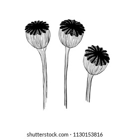 poppy heads vector.