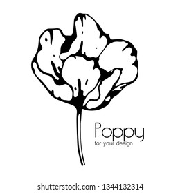 Poppy illustration on white background, vintage, vector flower.