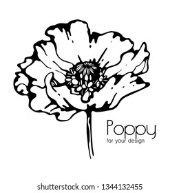 Poppy illustration on white background, vintage, vector flower.