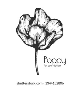 Poppy illustration on white background, vintage, vector flower.