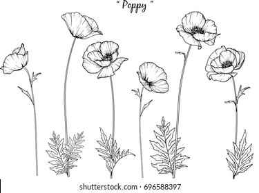Poppy  illustration on white background.