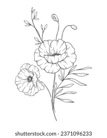 Poppy Line Art. Poppy outline Illustration. August Birth Month Flower. Poppy  outline isolated on white. Hand painted line art botanical illustration.