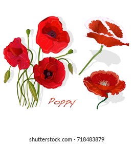 Poppy. Medical herb illustration isolated on white.